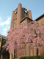 安田講堂と桜